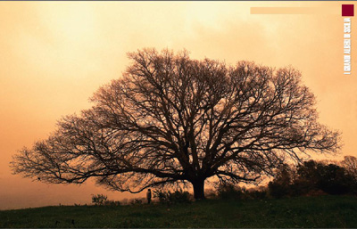 Quercia virgiliana di Santa Maria del Bosco